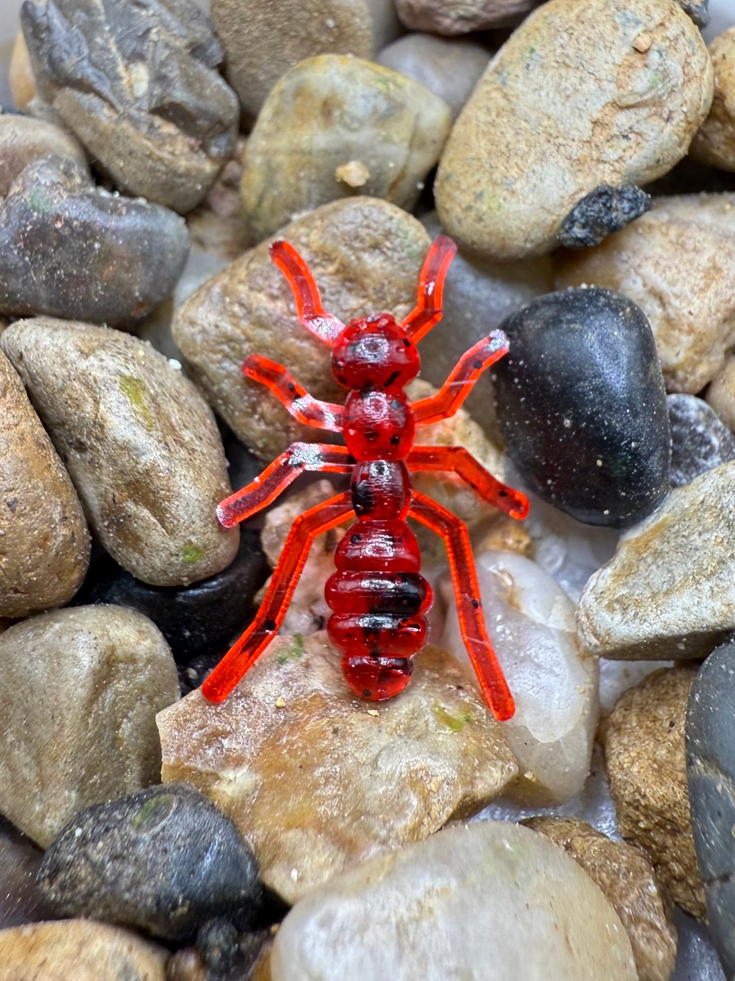 .6” Ants