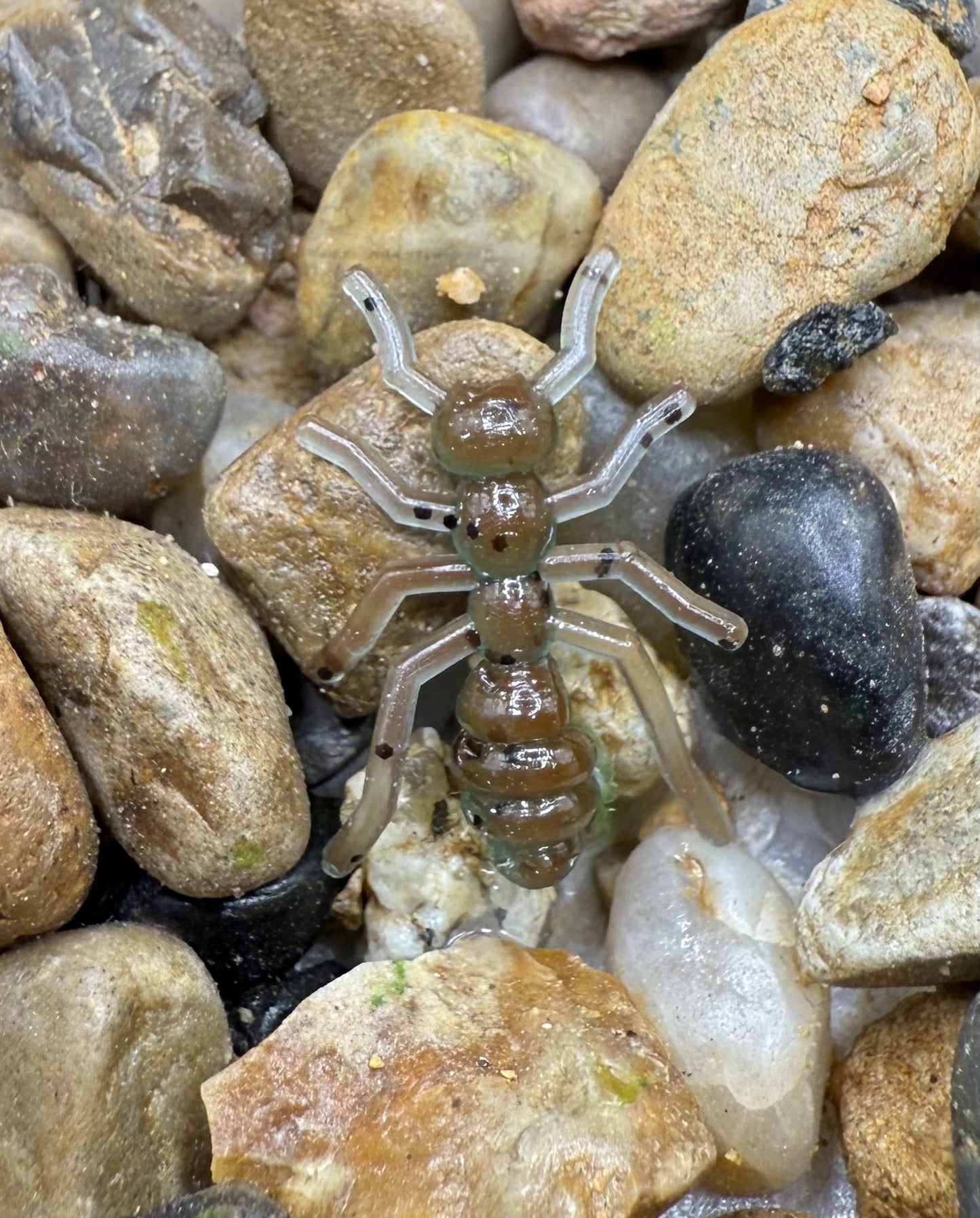 .6” Ants