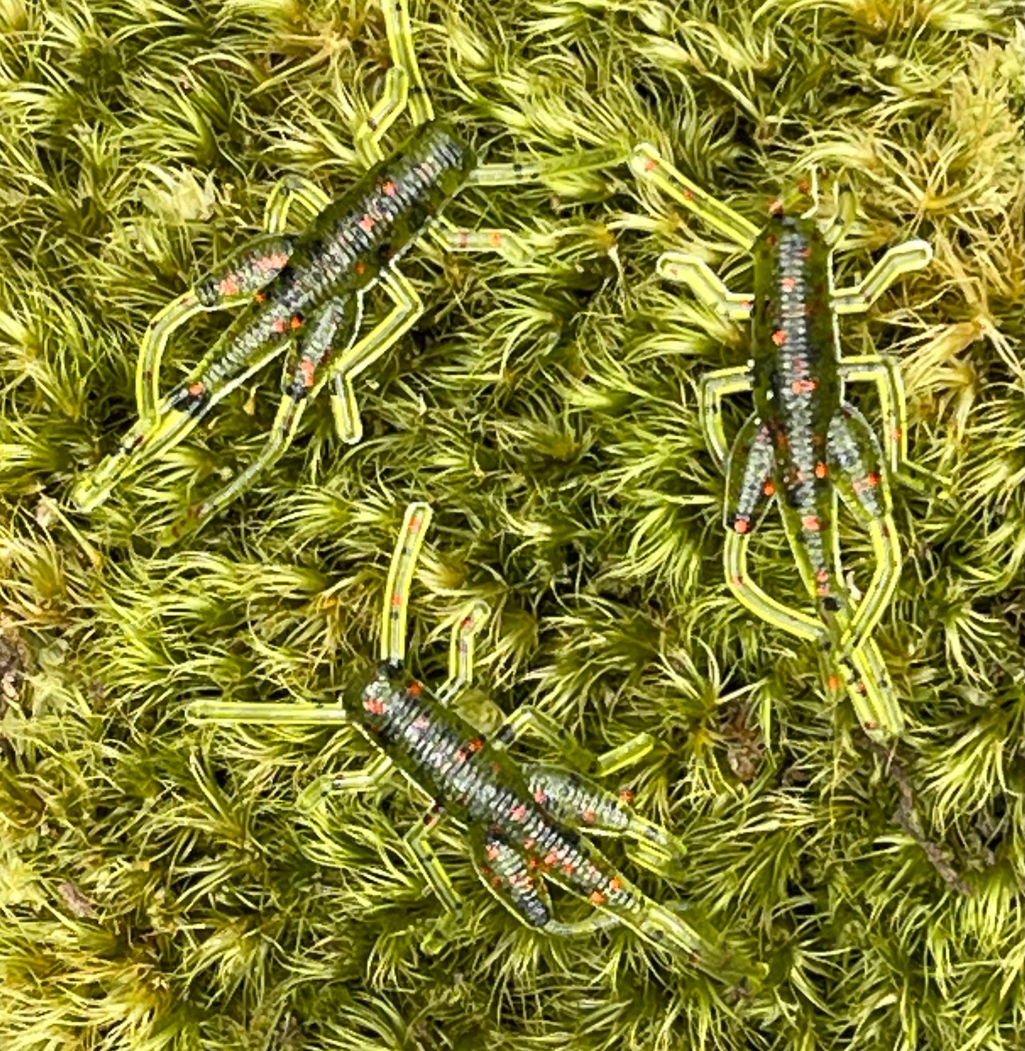 1” Grasshopper