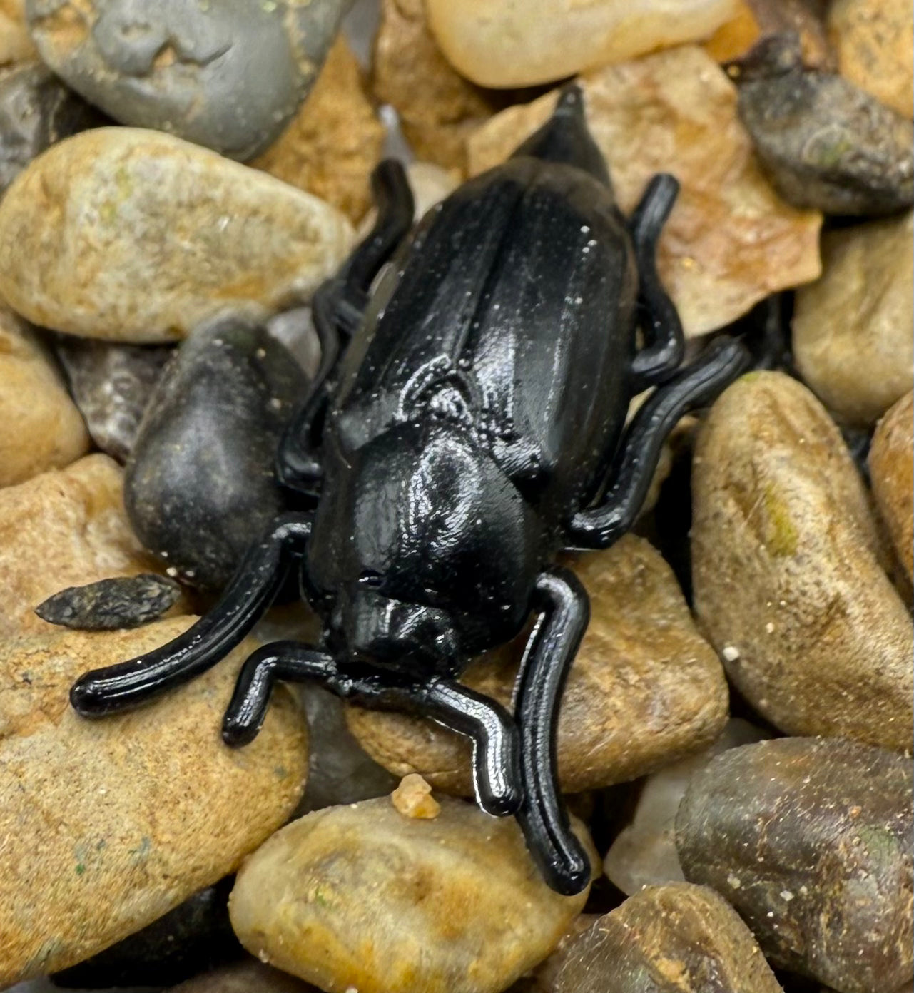1” Beetle