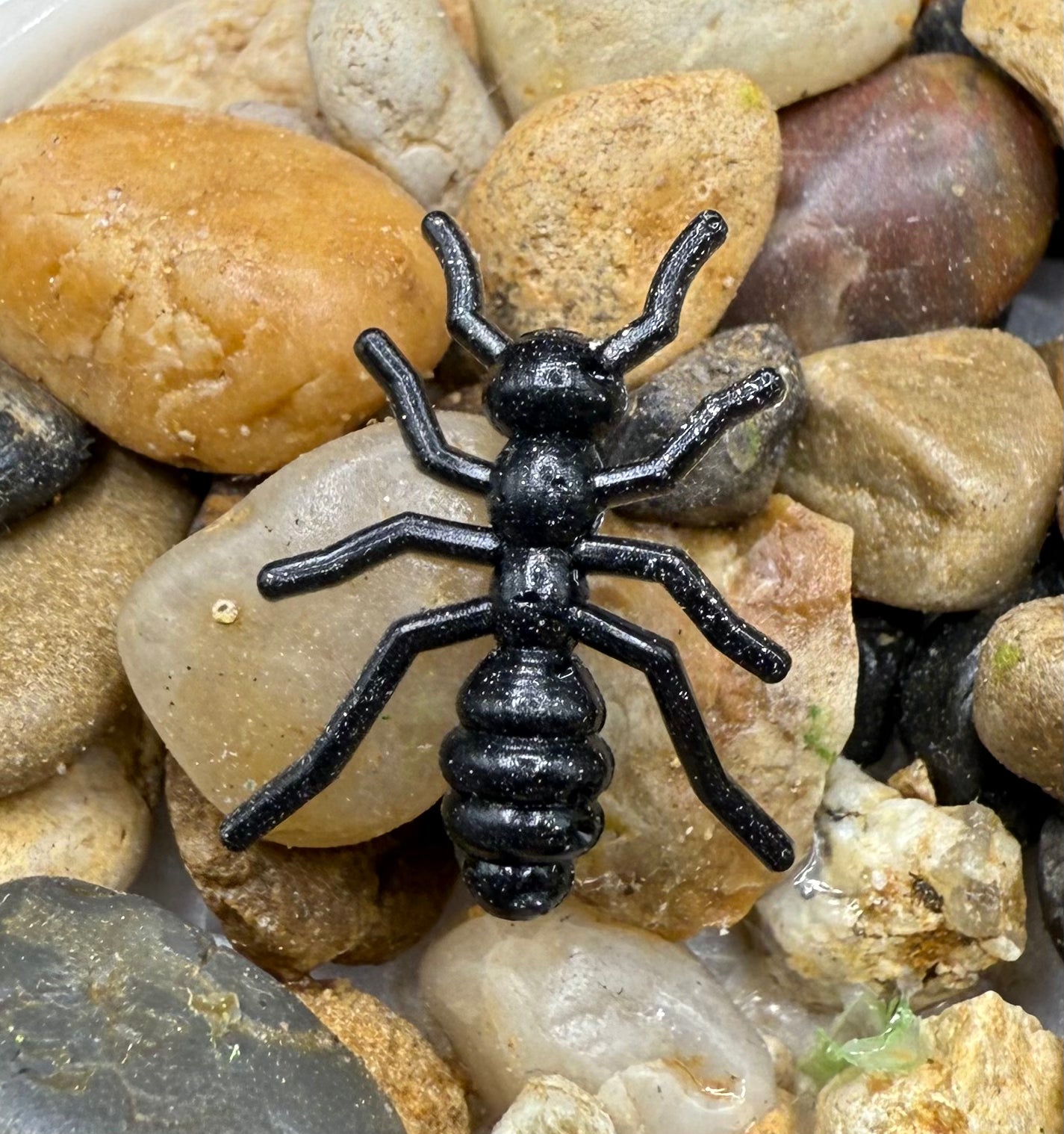 .6” Ants
