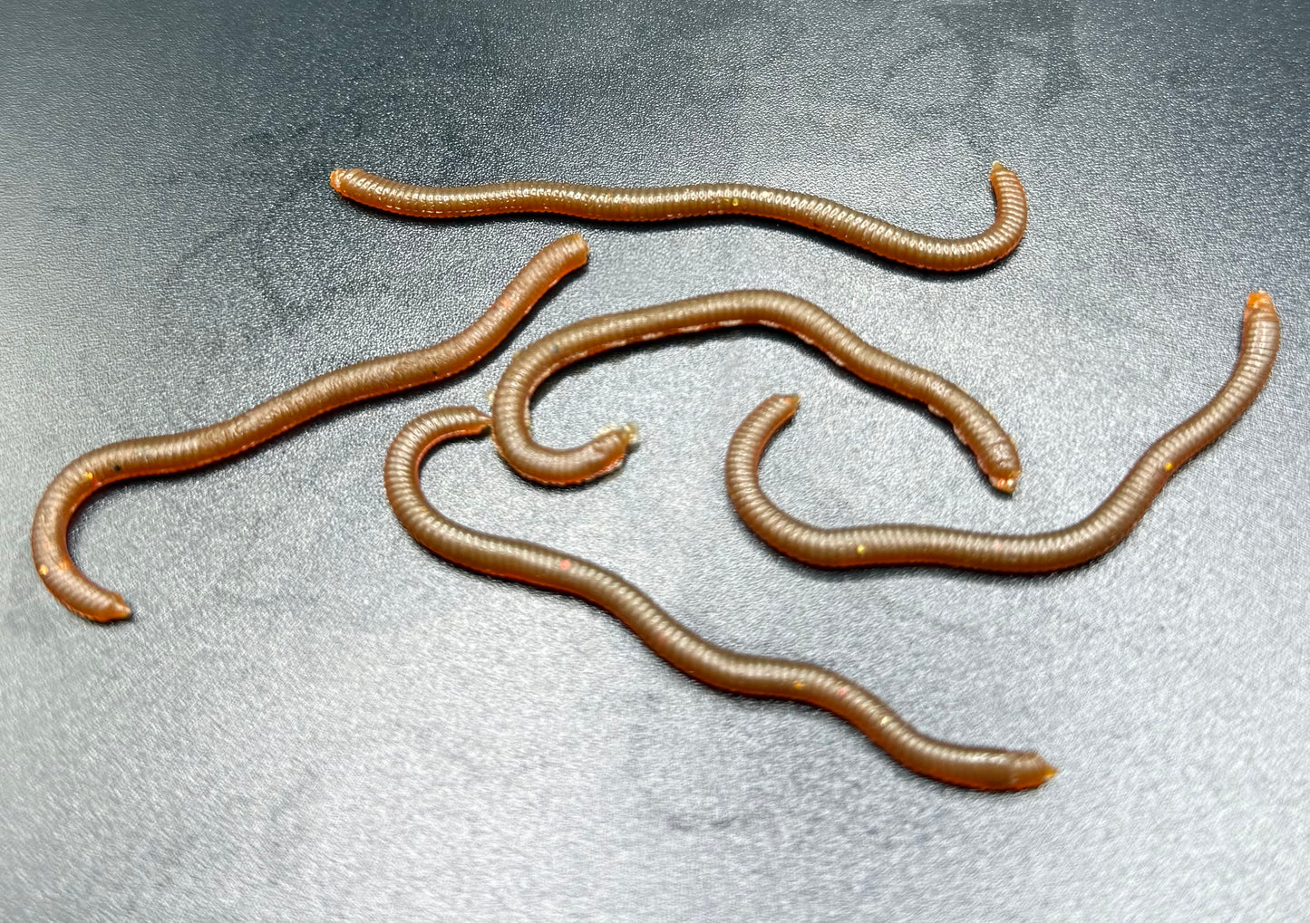 3.15” Soft Plastic Red Worms